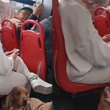 PERRITO.jpg
