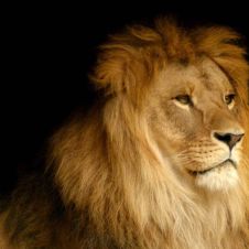 León
