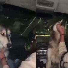 Perrito.jpg