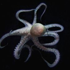 pulpo-1_3148b5f1_221212161444_12.jpg
