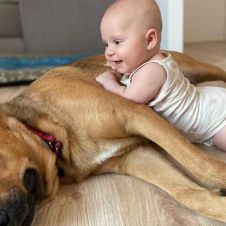 Perro y niño
