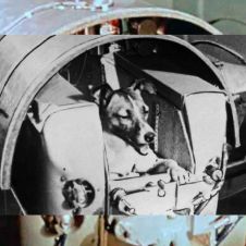 Laika 
