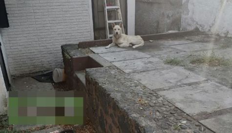 PERRITOS