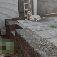 PERRITOS