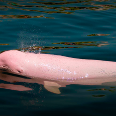 El-encanto-de-los-delfines-rosad (1).png