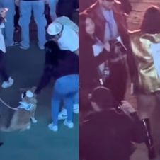 Perro influencer