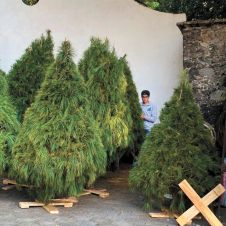 El parque estatal Barranca de Chapultepec recibió el Mercadito Navideño