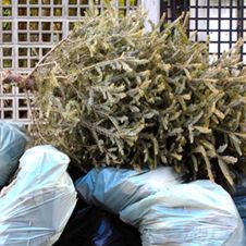 ÁRBOL DE NAVIDAD.jpg