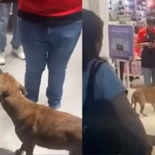 Perrito Ladrón de peluches 