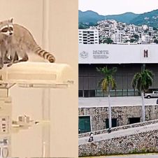 Mapaches aparecen en quirófanos de hospital del ISSSTE en Acapulco