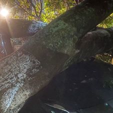 arbol aplasta auto cuernavaca.jpg