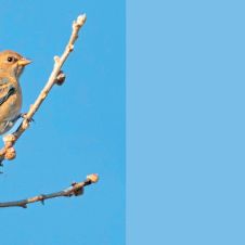 Christmas Bird Count (CBC) 2025