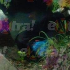 CAE EN AGUAS NEGRAS.jpg