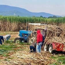 productores cañeros