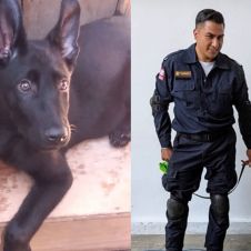PERRO TOGO.jpg