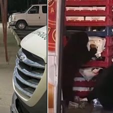 Osos Devoran Donas en Sorprendente Incidente en Alaska