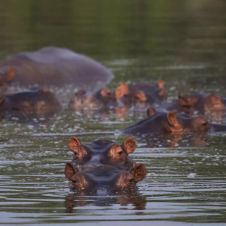 hipopotamos