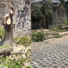 Tala de árboles en calle Río Pánuco, nuevo ecocidio en Cuernavaca