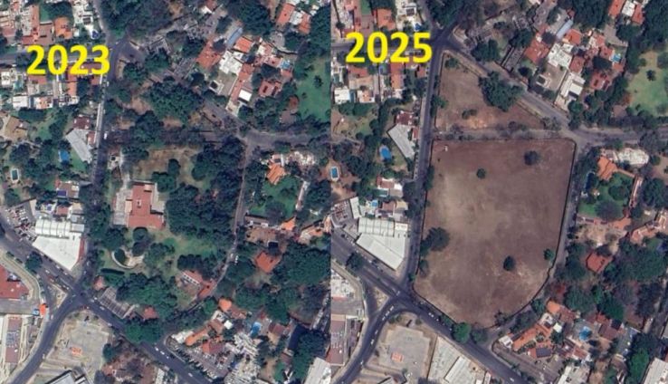 tala de arboles cuernavaca