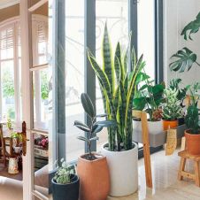 plantas.jpg