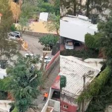 Nueva tala evidenciada en Calzada de los Reyes