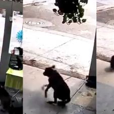 Detienen a agresor de perrito Toto