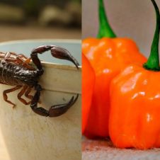 Alacran y chile habanero contra bacterias