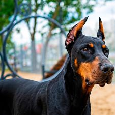 Gusano barrenador llega a CDMX: Lo que debes saber para proteger a tu mascota