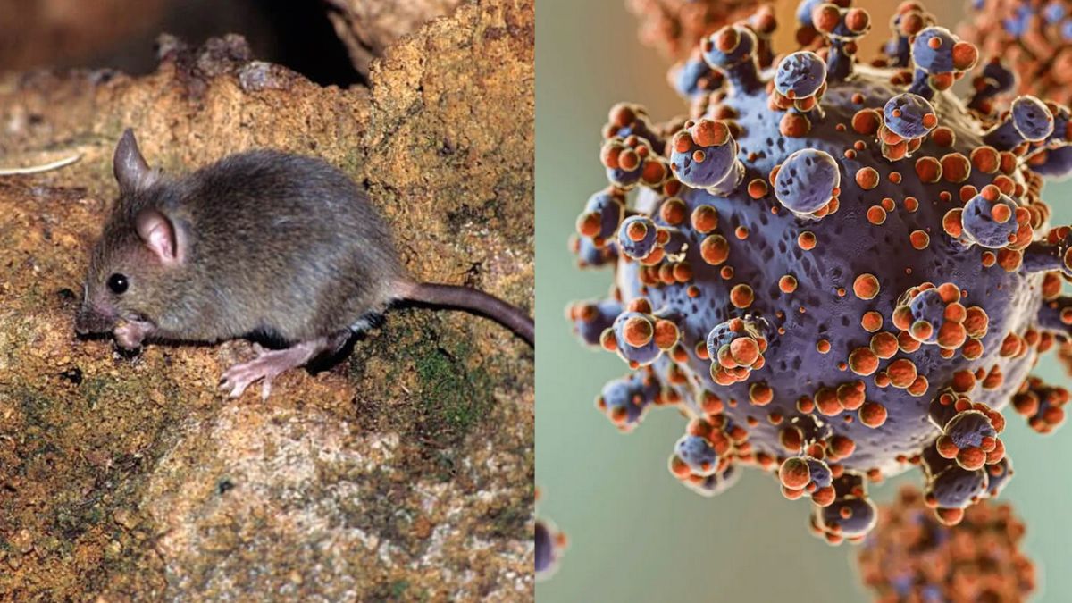 Qué es el Hantavirus y cómo se transmite esta enfermedad?