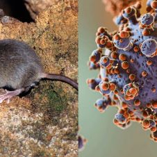 HANTAVIRUS