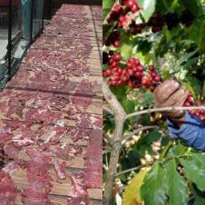 Ruta del café, cecina y mezcal