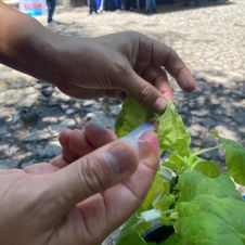 Buscan en Morelos cultivos super resistentes