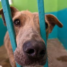 Opacidad perros en Jiutepec
