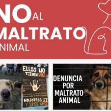 Maltrato animal en la localidad: Yecapixtla lanza campaña de denuncia