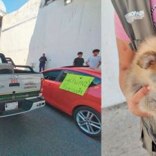 Cero tolerancia al maltrato animal en Morelos