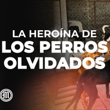 Leticia Gómez Rocha rescata perros en Miacatlán