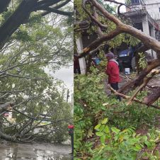 Arboles caído, saldo de las lluvias de las últimas horas en Morelos