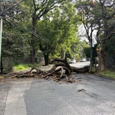 Jardines de Cuernavaca(1)