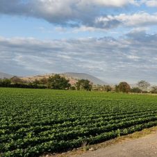 Apoyos económicos para productores agrícolas en Morelos 2026