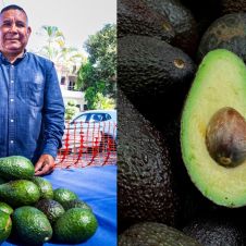 Productores de Buenavista del Monte descartan la presencia del destructivo escarabajo ambrosia.