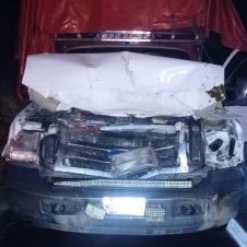 Accidente en la autopista de Tlaltizapán deja un herido y una vaca muerta