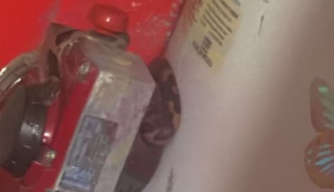 Encuentran víbora enroscada en un calentador en Jojutla