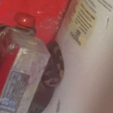 Encuentran víbora enroscada en un calentador en Jojutla