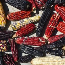Lejos de ser un cultivo exclusivo de maíz, la milpa funciona como un policultivo de origen mesoamericano