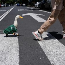 FIFA contacta a dueños del pato Merlín en el Mundial 2026