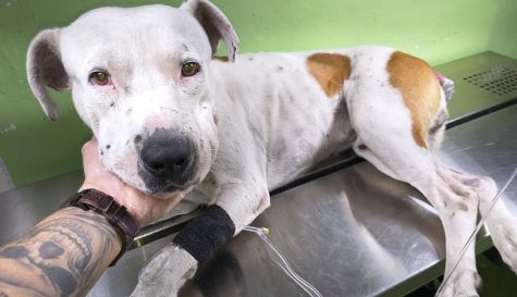 Buscan hogar para "Manchas Segundo"