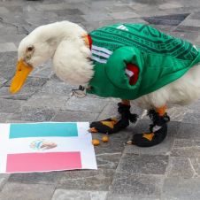 Pato Merlín es el nuevo embajador de México en el Mundial 2026