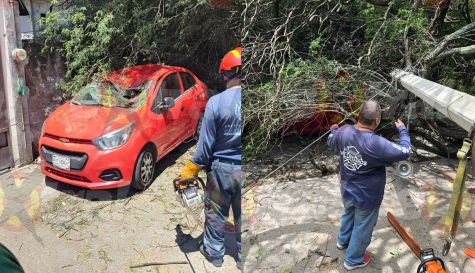 Caída de árbol en Puente de Ixtla aplasta coche y derriba poste
