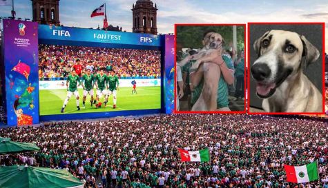 PERRITO