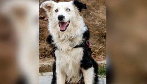 Perro rescatista en Venezuela emula a Frida tras sismos